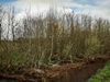 beekloop20240319