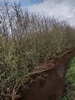 beekloop20240319