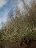 beekloop20240319