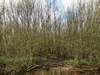 beekloop20240319