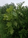 keersop20240517