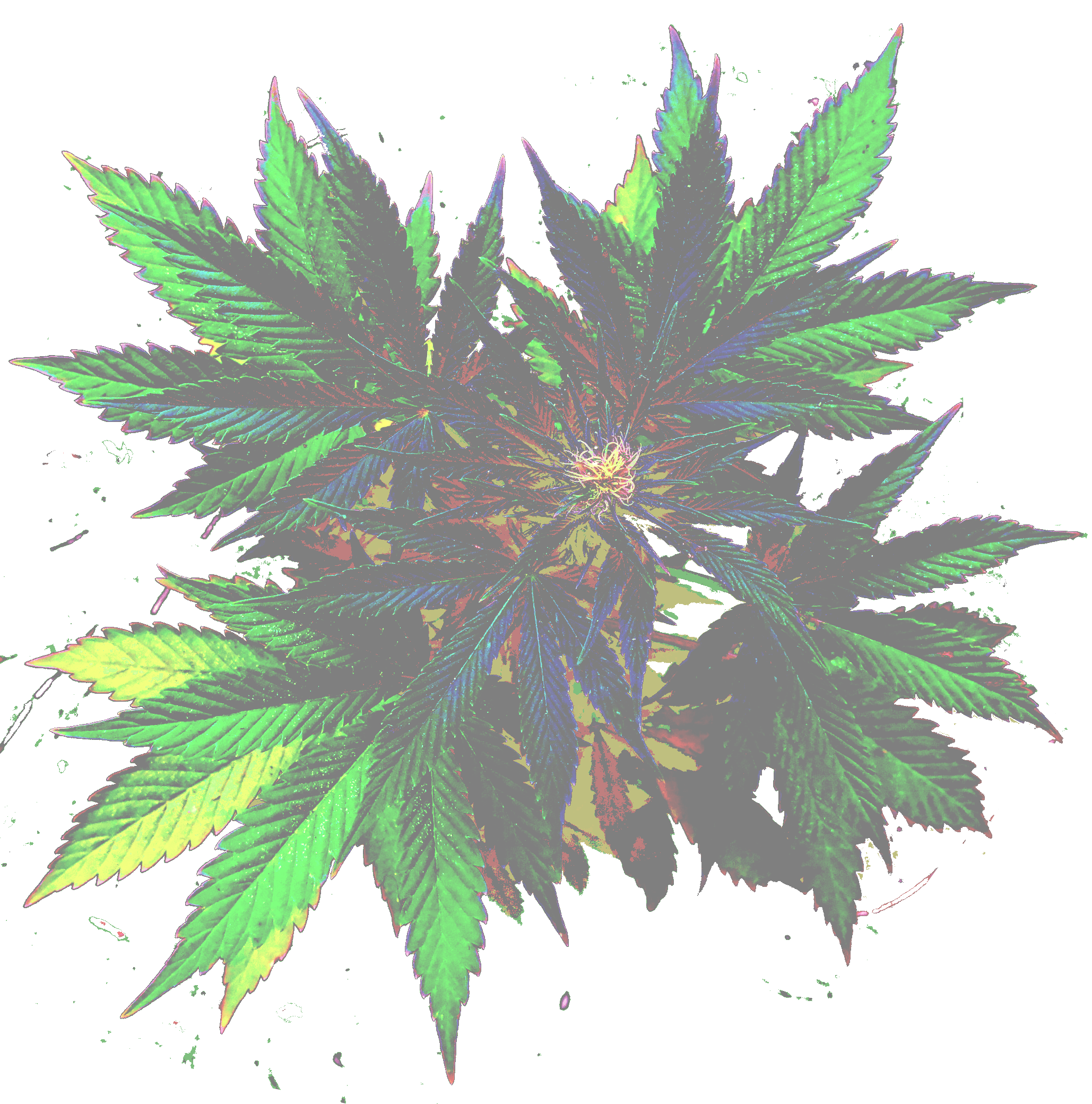kan