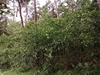 keersop20240608