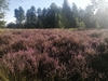 end_der_hoven20240823