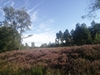 end_der_hoven20240823