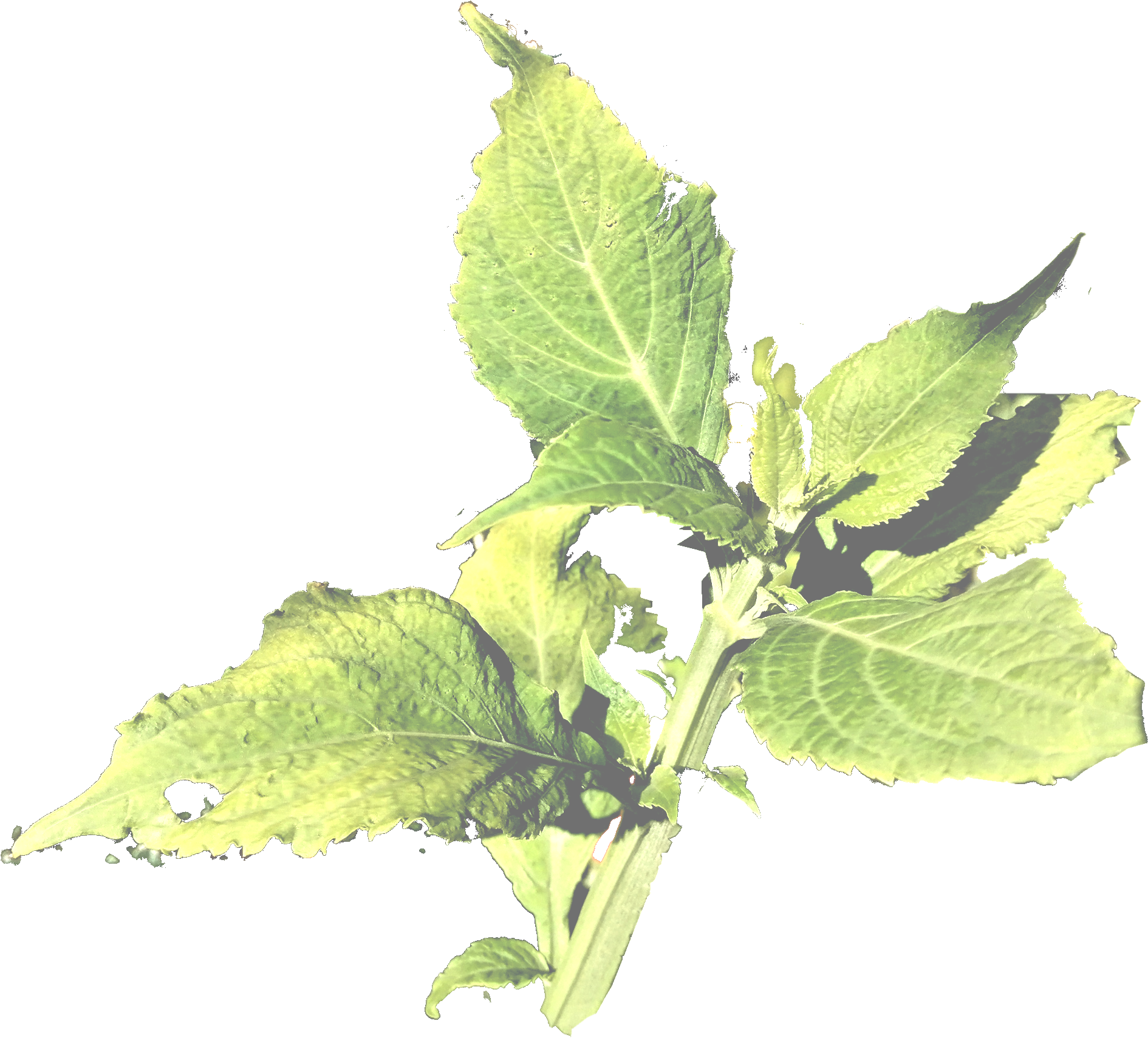 divinorum