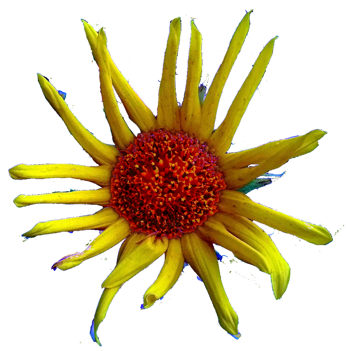 bloem