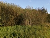 kersop20240923