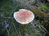 pelt20241005