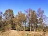 pelt20241005