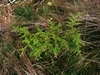 keersop20241008