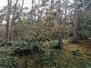 keersop20241013