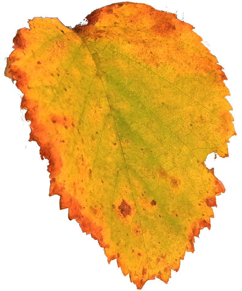 berkblad