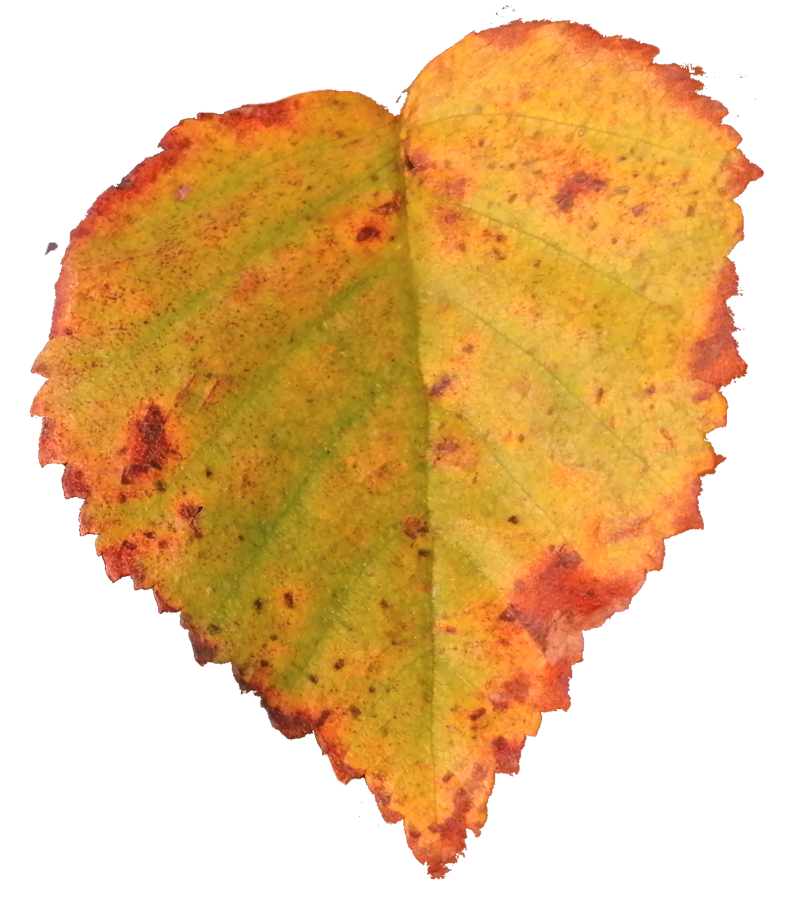 berkblad