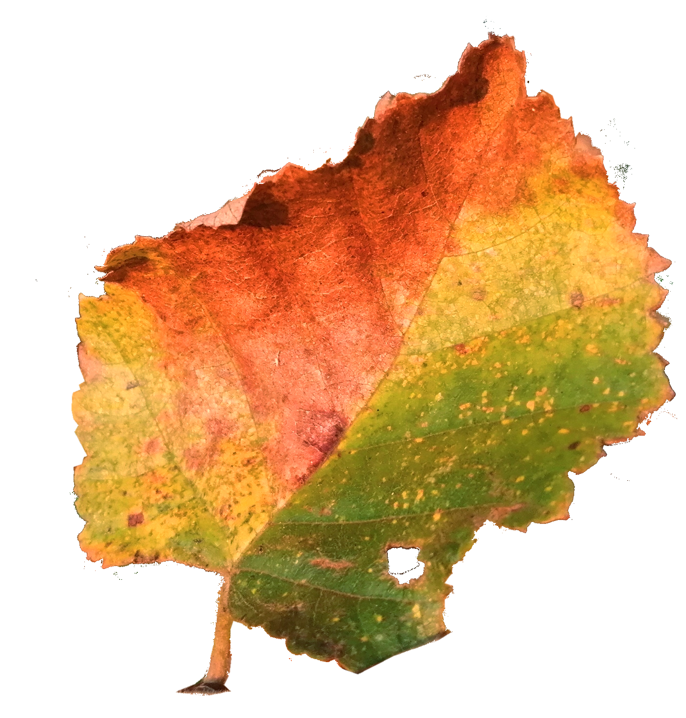 berkblad