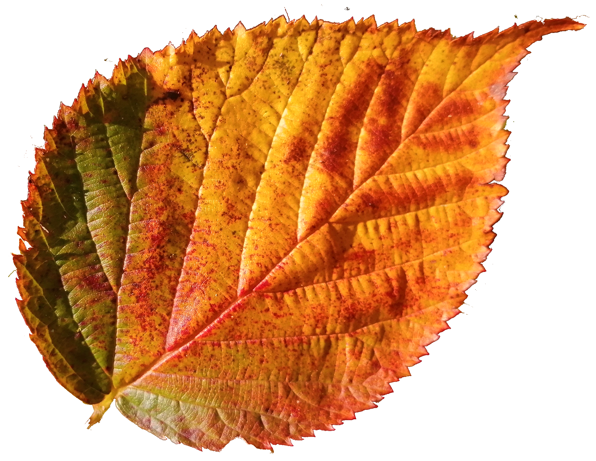 keersop20241024