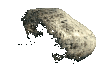 le