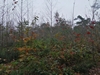 keersop20241108