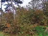 keersop20241110
