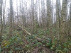 keersop0241126